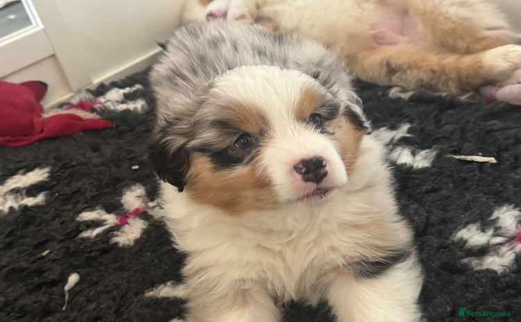 Australian Shepherd dogs - Advert 1