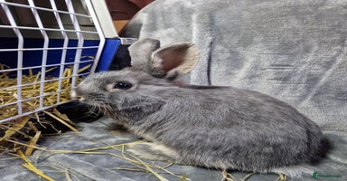 Mixed Breed rabbits - Advert 10