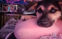Shepsky dogs for sale: 5 adorable shepskys  - Image 9
