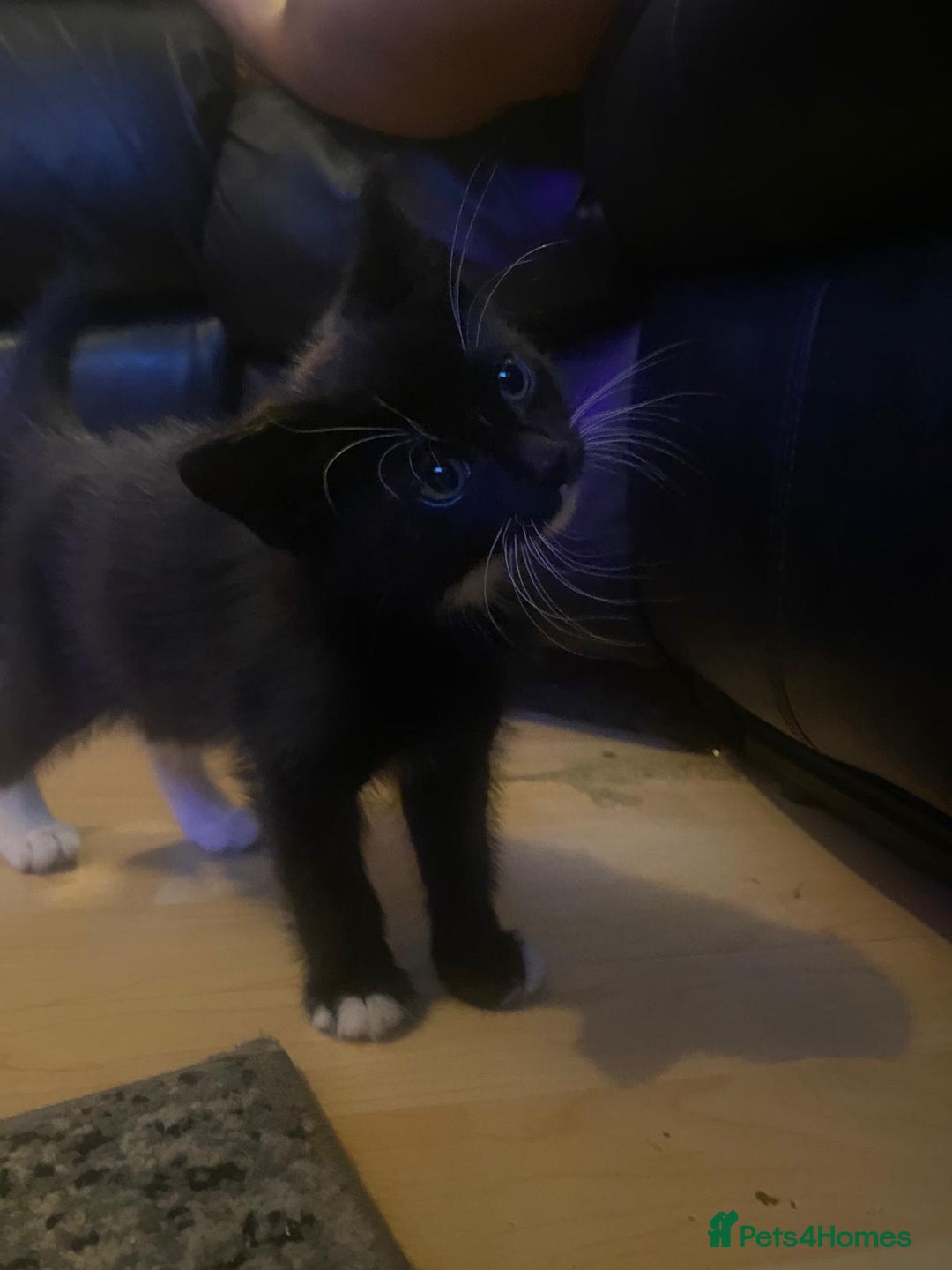 Mixed Breed cats for sale: Kittens Ready for new homes - Image 10