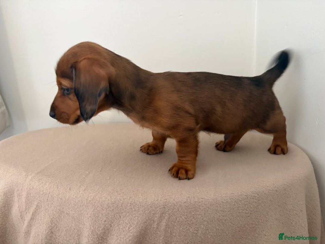 Miniature Dachshund dogs for sale: Red miniature Dachsund’s  - Image 8