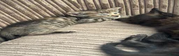 Mixed Breed cats for sale: Gorgeous silver and black kittens in Maidstone - Advert 14