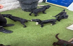 Labradoodle dogs for sale: Labradoodle puppies - Image 15