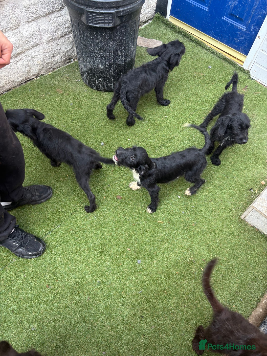 Labradoodle dogs for sale: Labradoodle puppies - Image 15