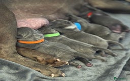 Staffordshire Bull Terrier dogs for sale: KC REG - Blue Staffordshire Bull Terrier Pups - Image 3