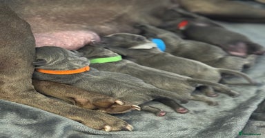 Staffordshire Bull Terrier dogs - Advert 4