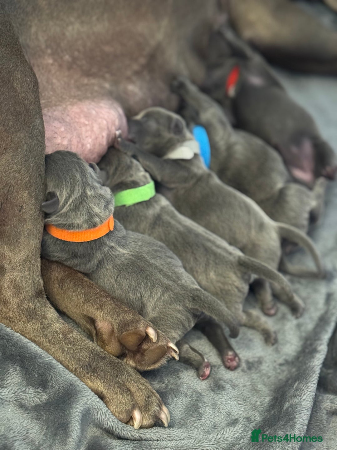 Staffordshire Bull Terrier dogs for sale: KC REG - Blue Staffordshire Bull Terrier Pups - Image 3