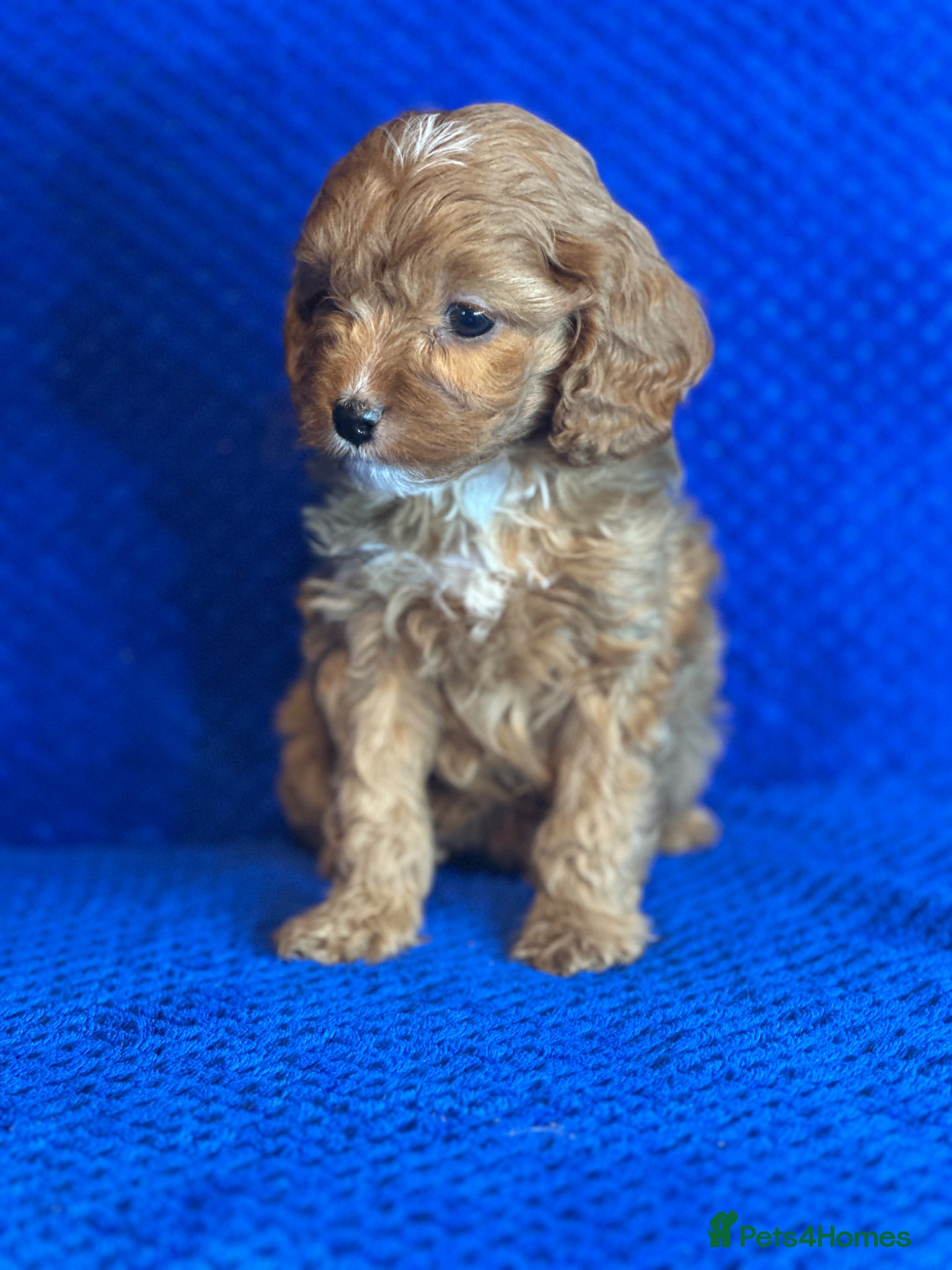 Cavapoo dogs Stunning Cavapoo Puppies - DNA tested parents - Advert 2