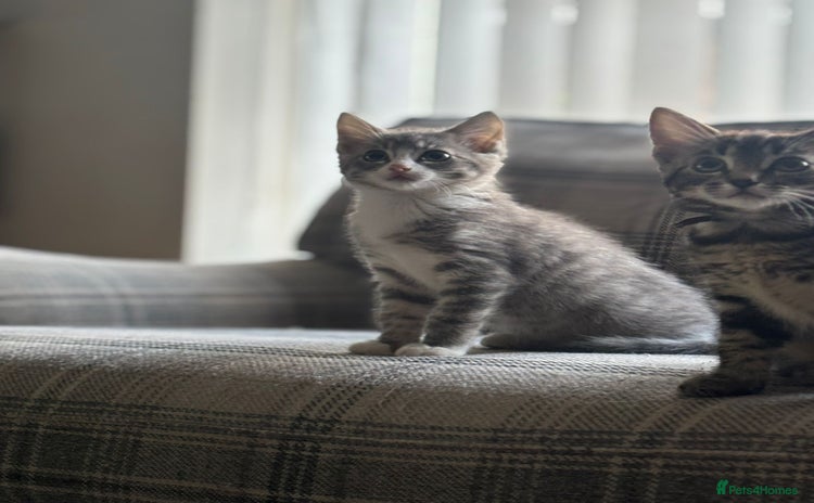 Ragcoon cats - Advert 1