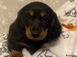 Miniature Dachshund dogs Adorable longhaired mini dachshund puppies - Advert 15