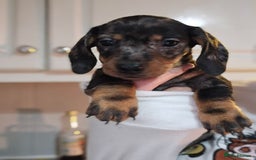 Miniature Dachshund dogs for sale: Miniature dachshunds 🐶 - Advert 9