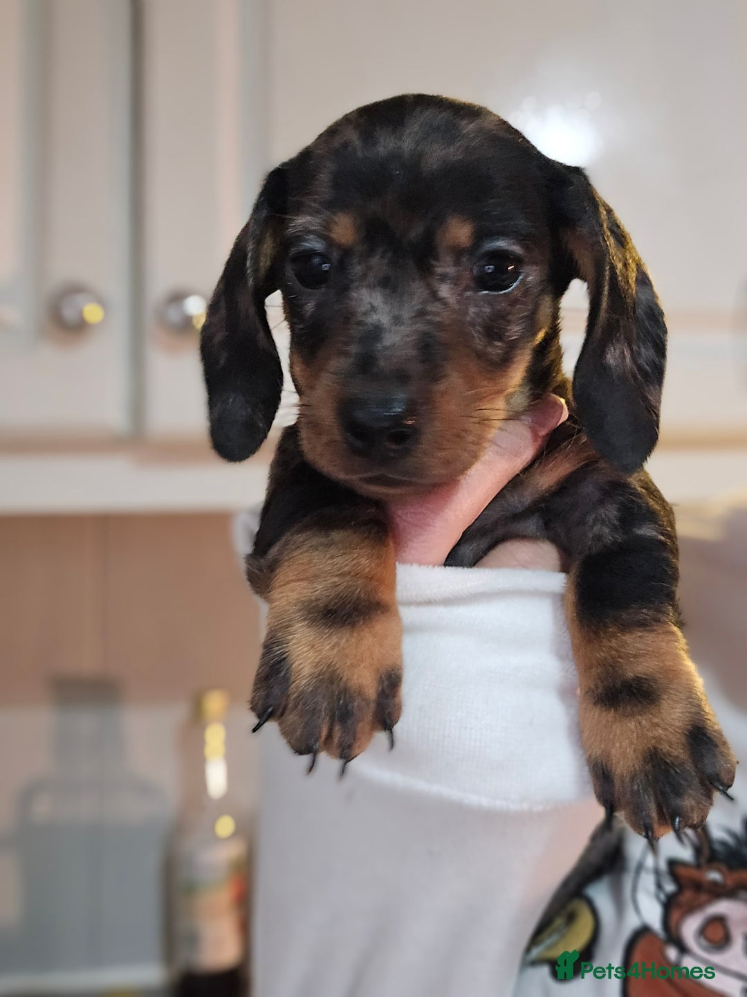 Miniature Dachshund dogs for sale: Miniature dachshunds 🐶 - Advert 9