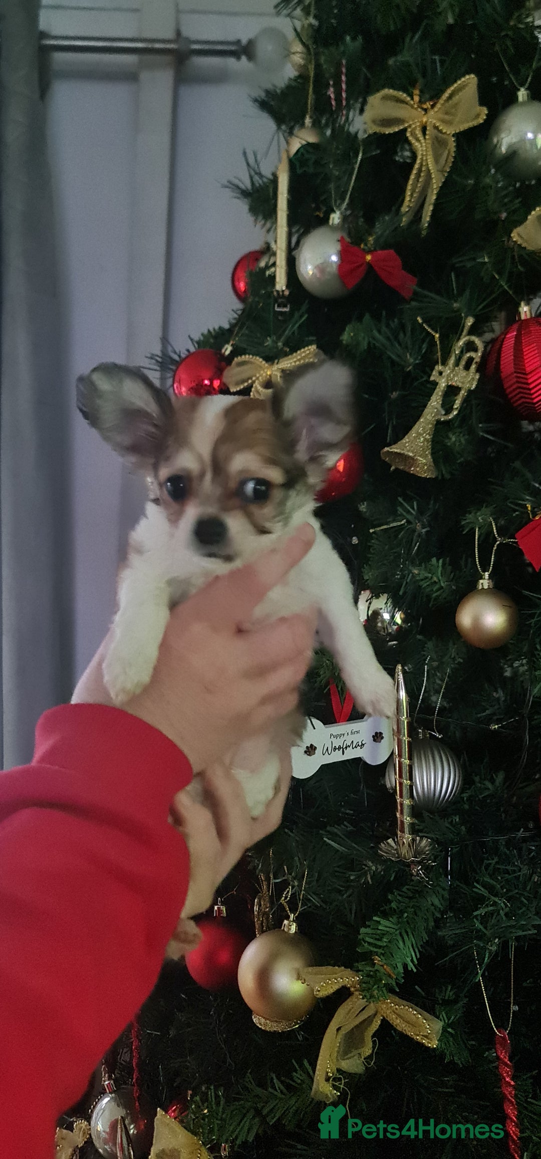 Chihuahua dogs for sale: Chihuahua for sale  - Advert 18