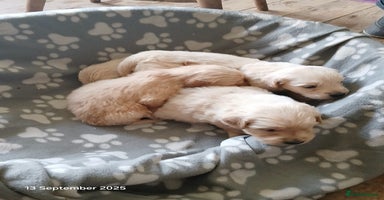 Golden Retriever dogs - Advert 1