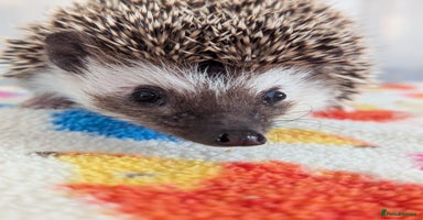 Pygmy Hedgehog rodents - Advert 10