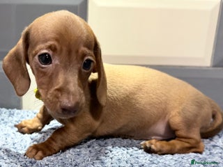 Miniature Dachshund dogs Ready now Outstanding kc reg pra clear minis - Advert 4