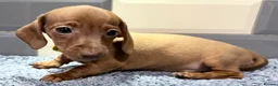 Miniature Dachshund dogs for sale: Ready now Outstanding kc reg pra clear minis  - Advert 1