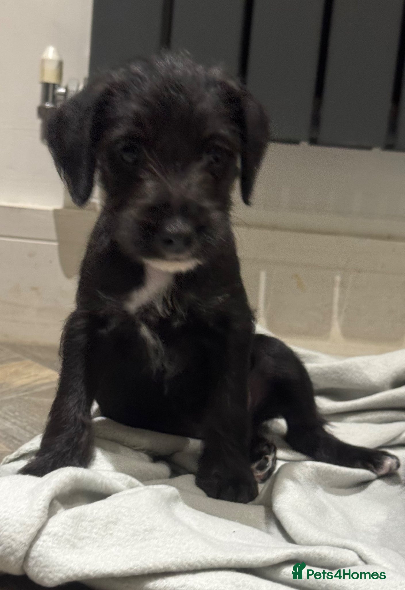 Bedlington Terrier dogs F1 bedlington whippet puppy. Girl available  - Advert 7