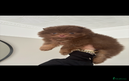 Pomeranian dogs for sale: Male Pomeranian puppy in Liverpool - Image 3