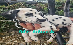 Dalmatian dogs for sale: Dalmatian puppies Ready now - Image 6
