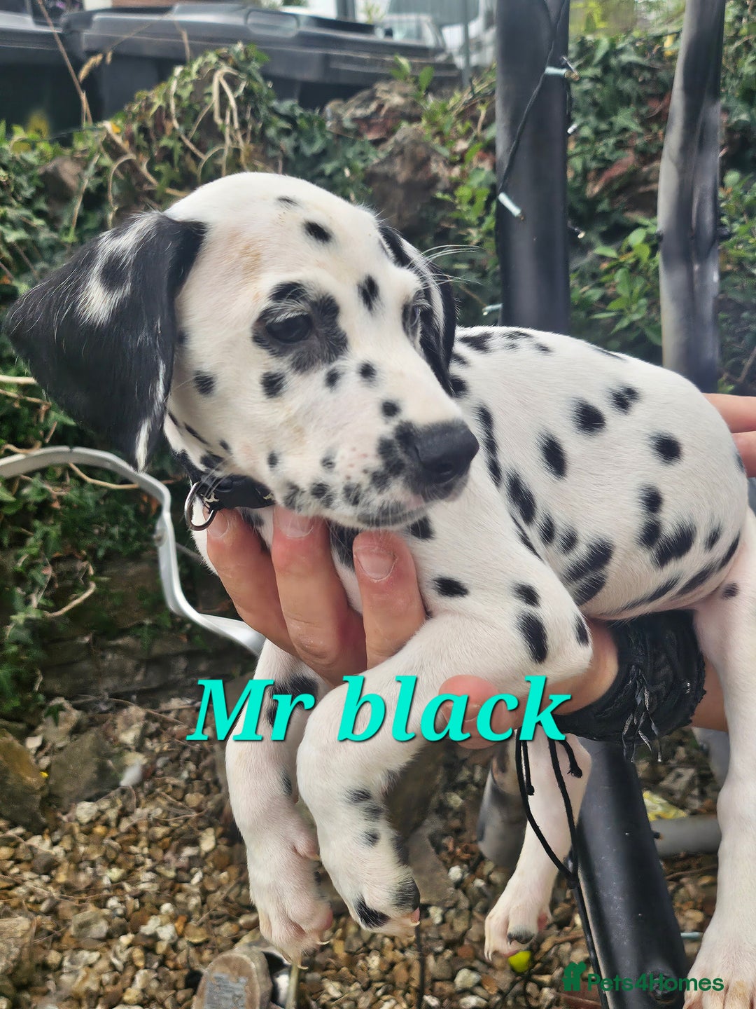 Dalmatian dogs for sale: Dalmatian puppies Ready now - Image 6