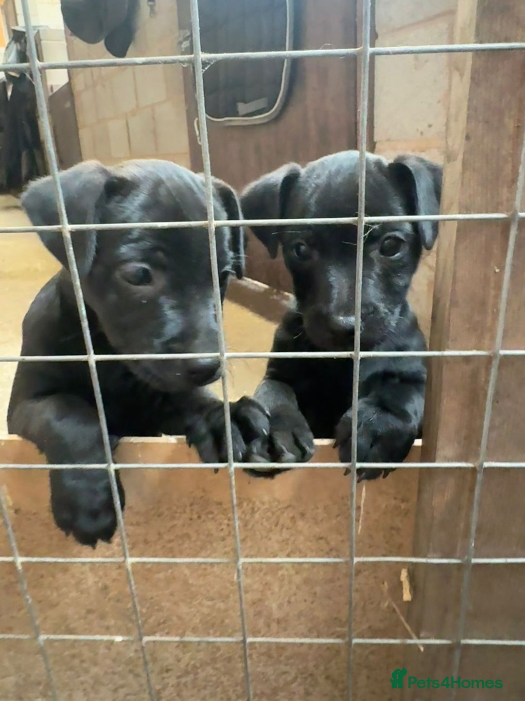 Patterdale Terrier dogs for sale: Purebred Patterdale Terrier Puppies - Image 4