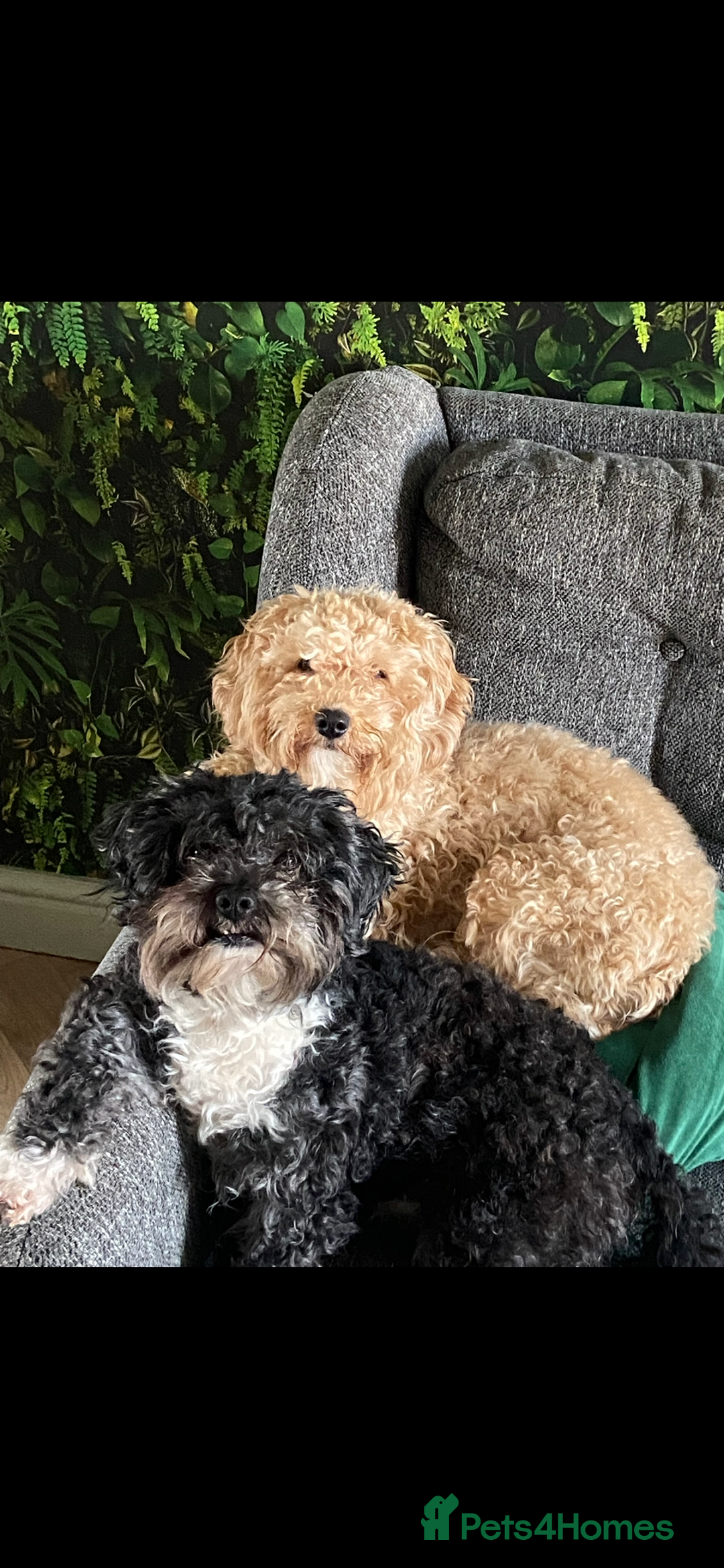 Mixed Breed dogs for sale: My beautiful Cavapoo Angie has given birth! 🐶🥰 - Image 11