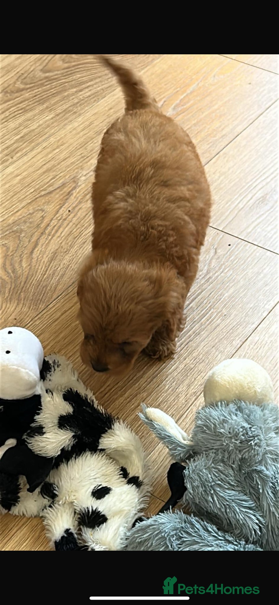 Cockapoo dogs for sale: Cockapoo puppies in Aberdeen - Advert 28