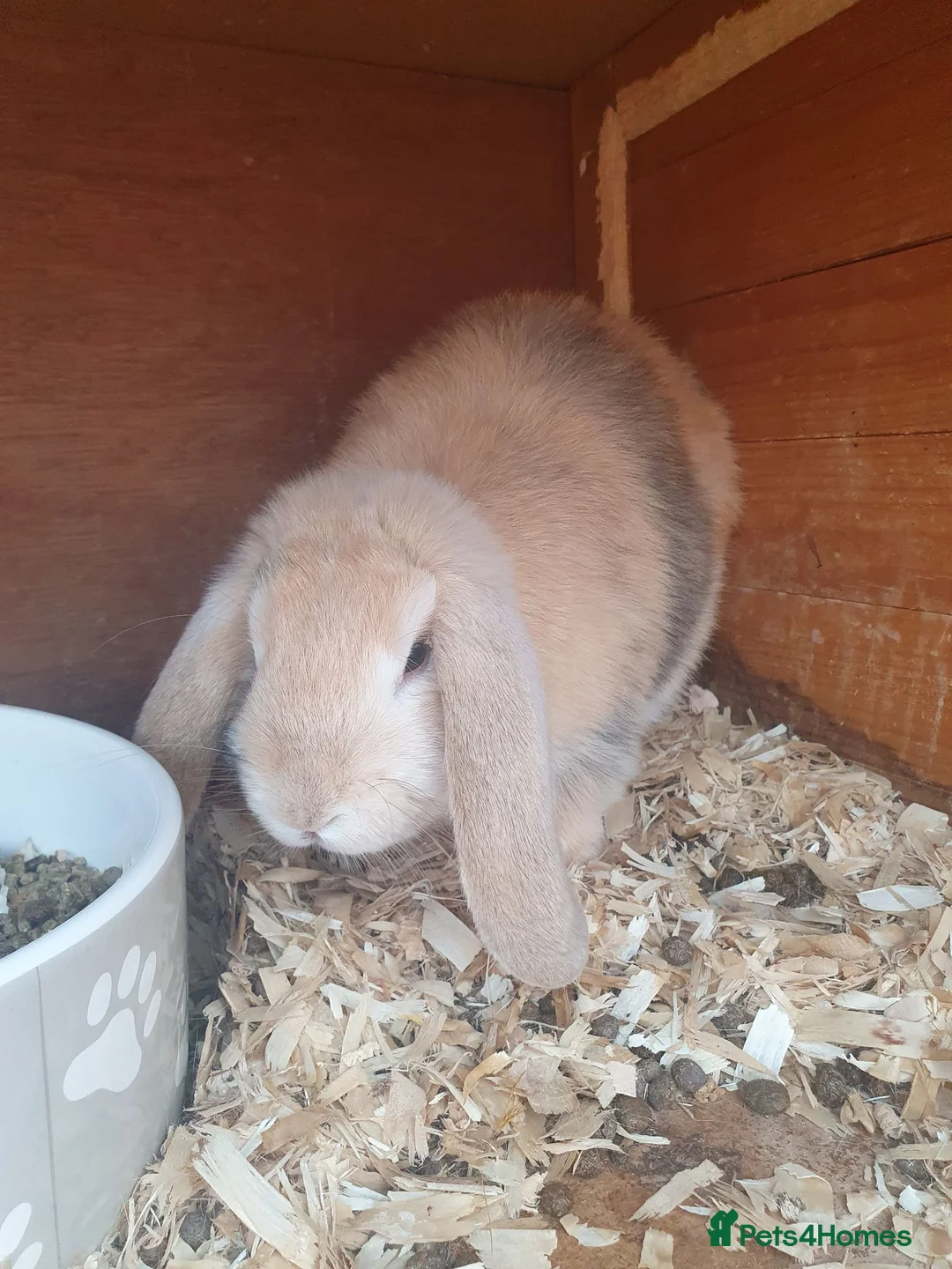 Mini Lop rabbits for sale: 2x Female mini lop sisters - Advert 2