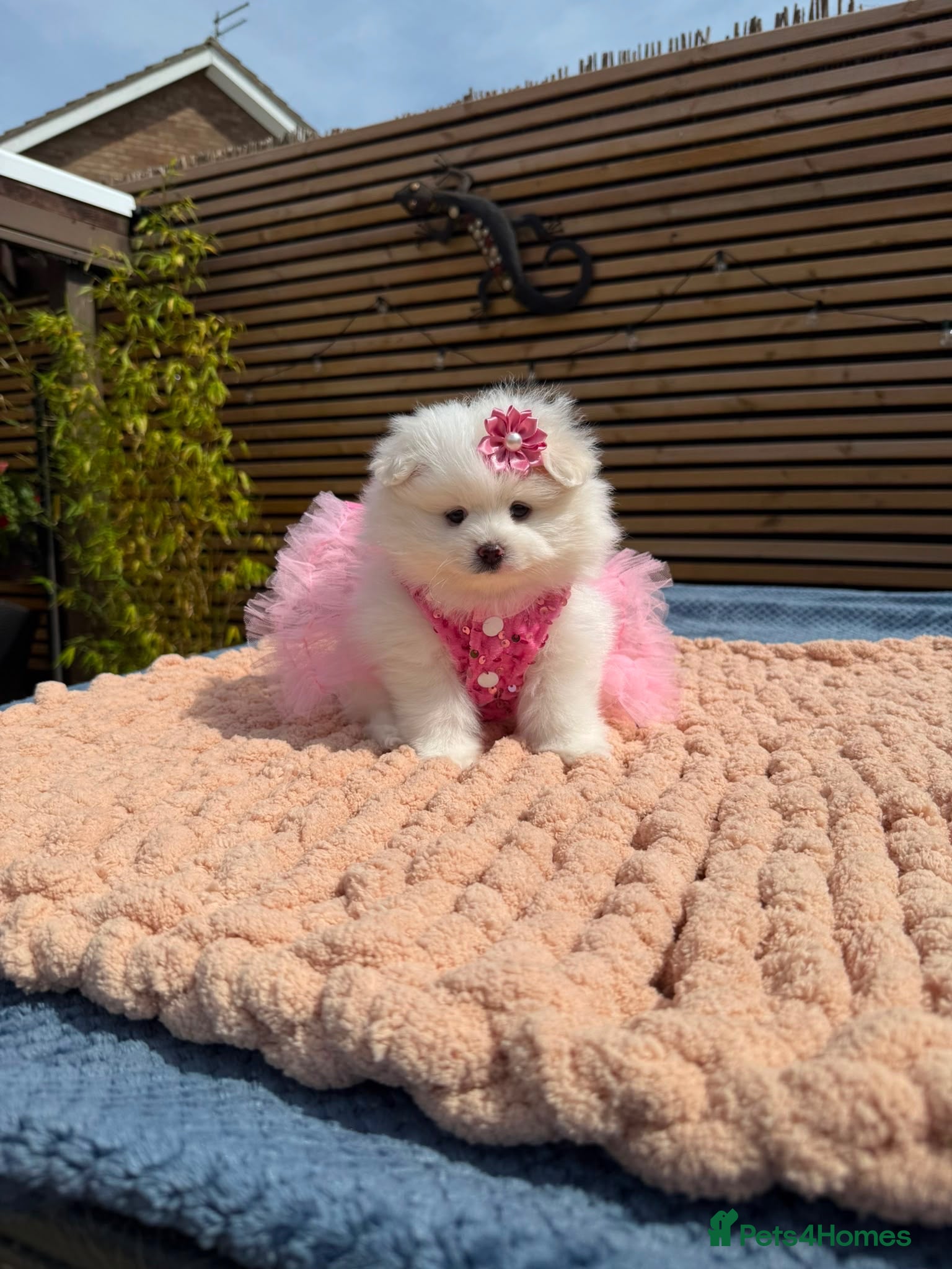 Pomeranian dogs Stunning KC Registered Pomeranians  - Advert 6