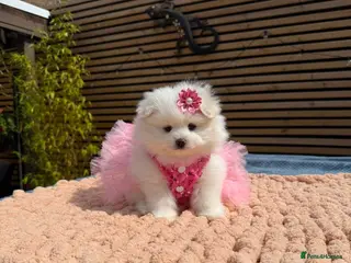 Pomeranian dogs Stunning KC Registered Pomeranians - Advert 6