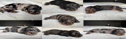 Miniature Dachshund dogs for sale: KC Long Hair Mini Dachshunds  - Advert 21