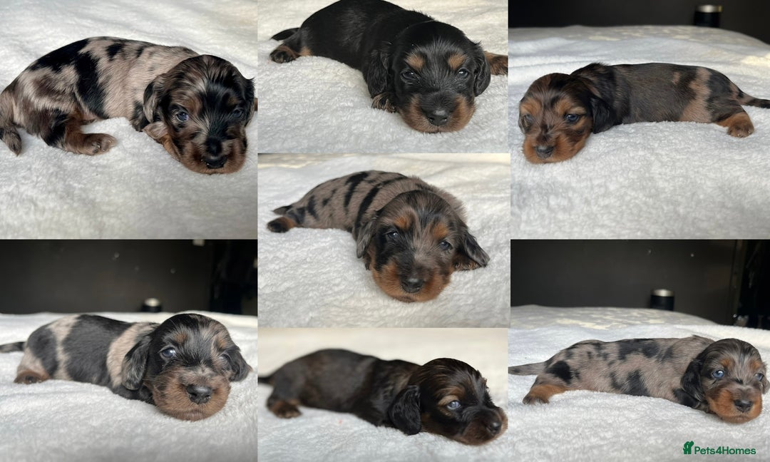 Miniature Dachshund dogs for sale: KC Long Hair Mini Dachshunds  - Advert 21
