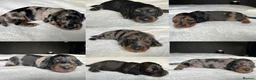 Miniature Dachshund dogs for sale: KC Long Hair Mini Dachshunds  - Advert 22