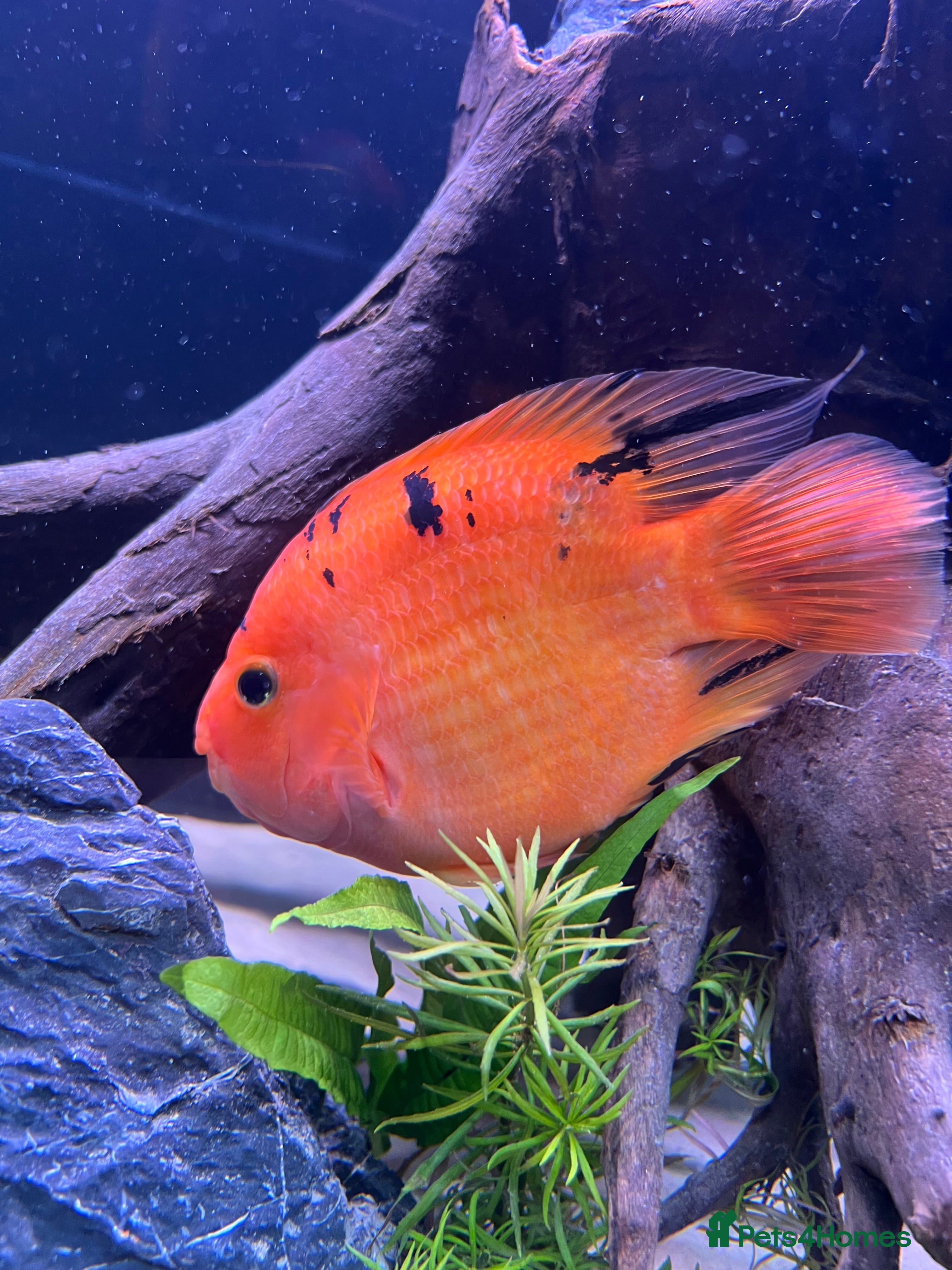 Cichlids fish Parrot fish for sale  - Advert 1