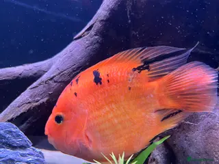 Cichlids fish Parrot fish for sale - Advert 1