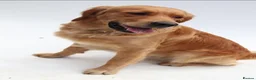 Golden Retriever dogs for stud: KC Health tested Working Golden Retriever Stud  - Advert 1