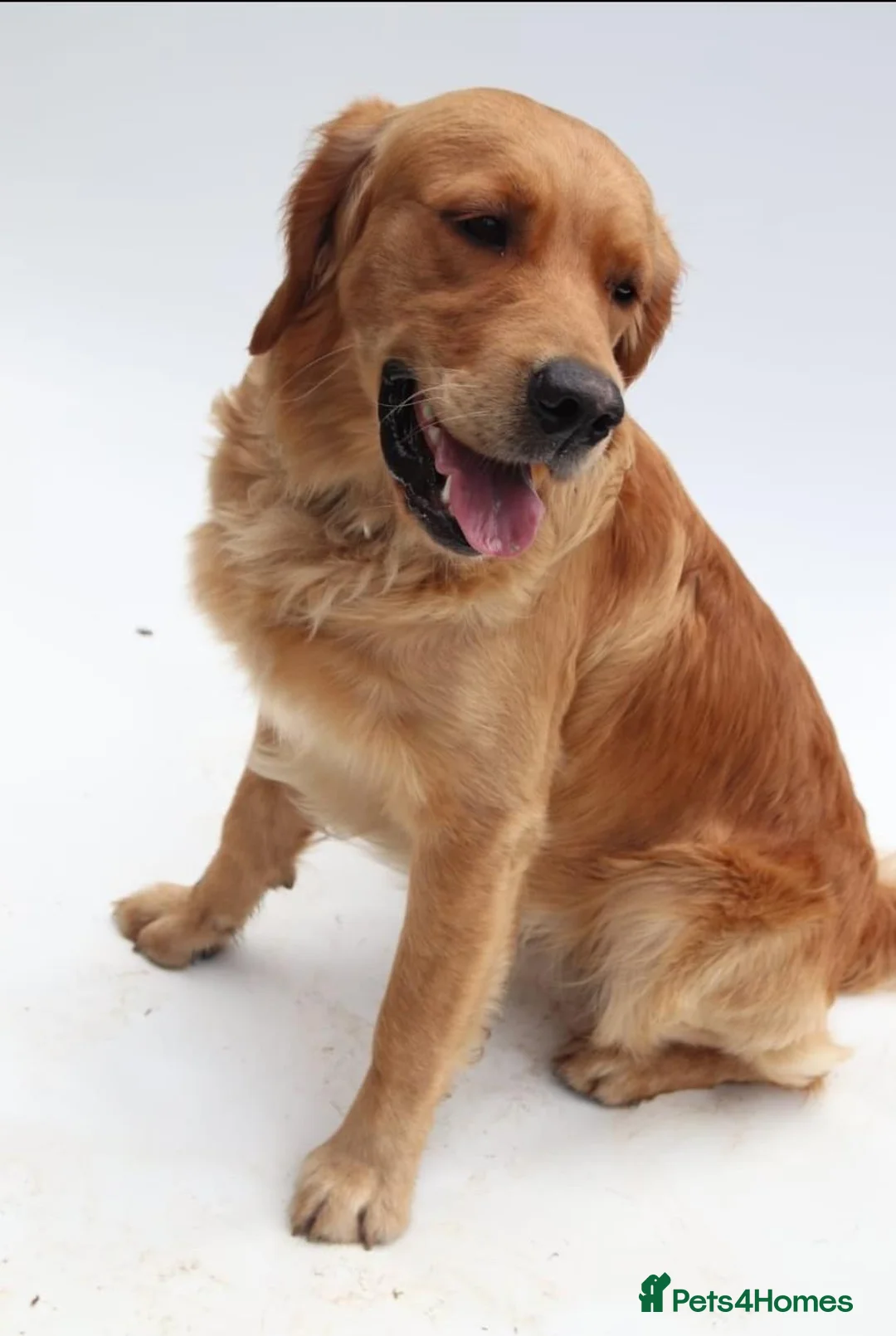 Golden Retriever dogs for stud: KC Health tested Working Golden Retriever Stud  - Advert 1