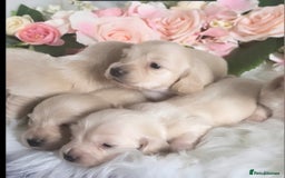Miniature Dachshund dogs for sale: READY NOW STUNNING KC CREAM MINI DACHSHUNDS  - Image 4