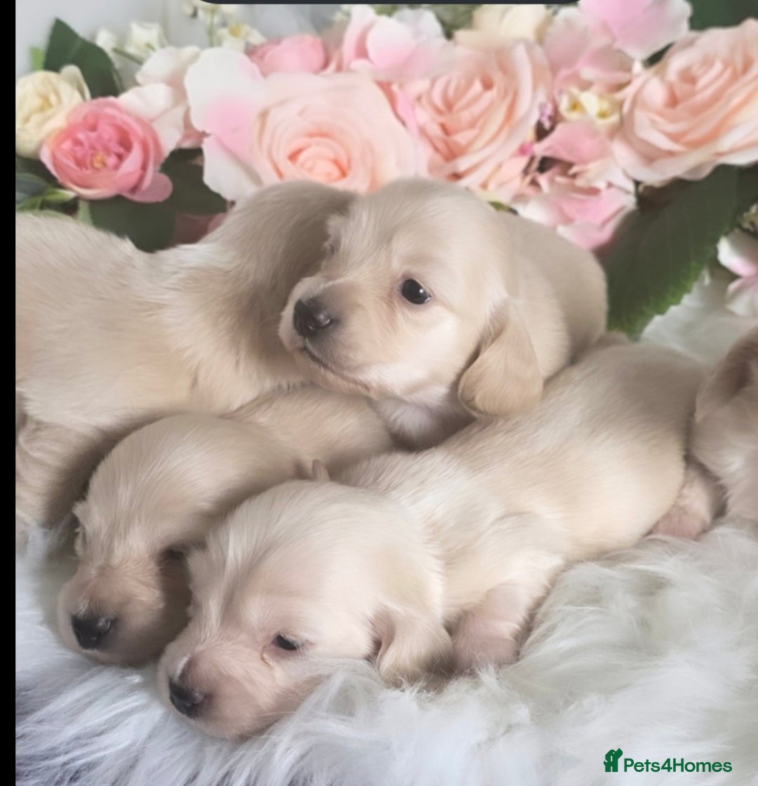 Miniature Dachshund dogs for sale: READY NOW STUNNING KC CREAM MINI DACHSHUNDS  - Image 4