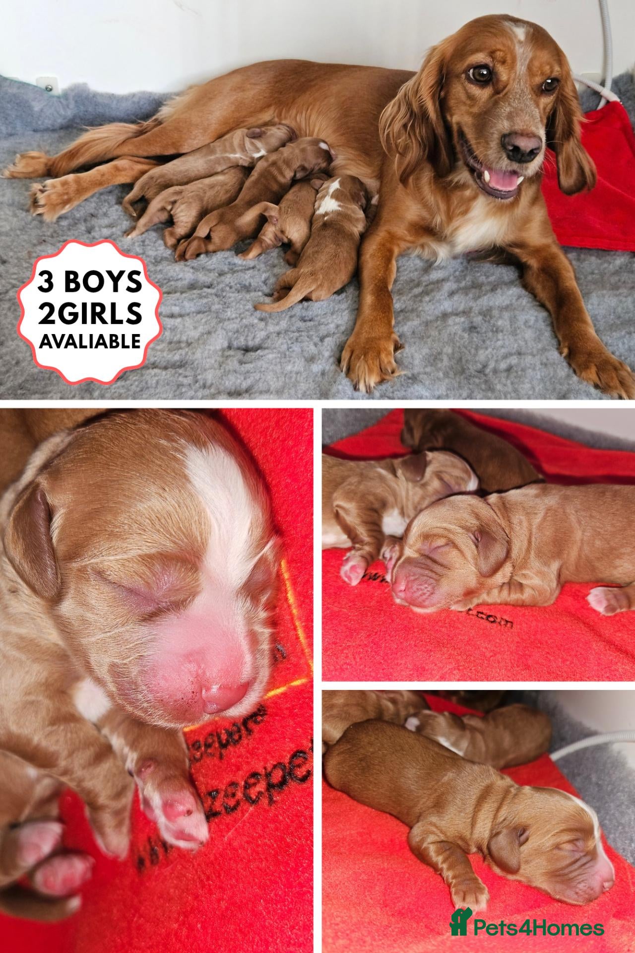 Cocker Spaniel dogs for sale: KC Reg Red Working Cocker Spaniel Puppies - Advert 2
