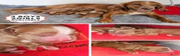 Cocker Spaniel dogs for sale: KC Reg Red Working Cocker Spaniel Puppies - Advert 2