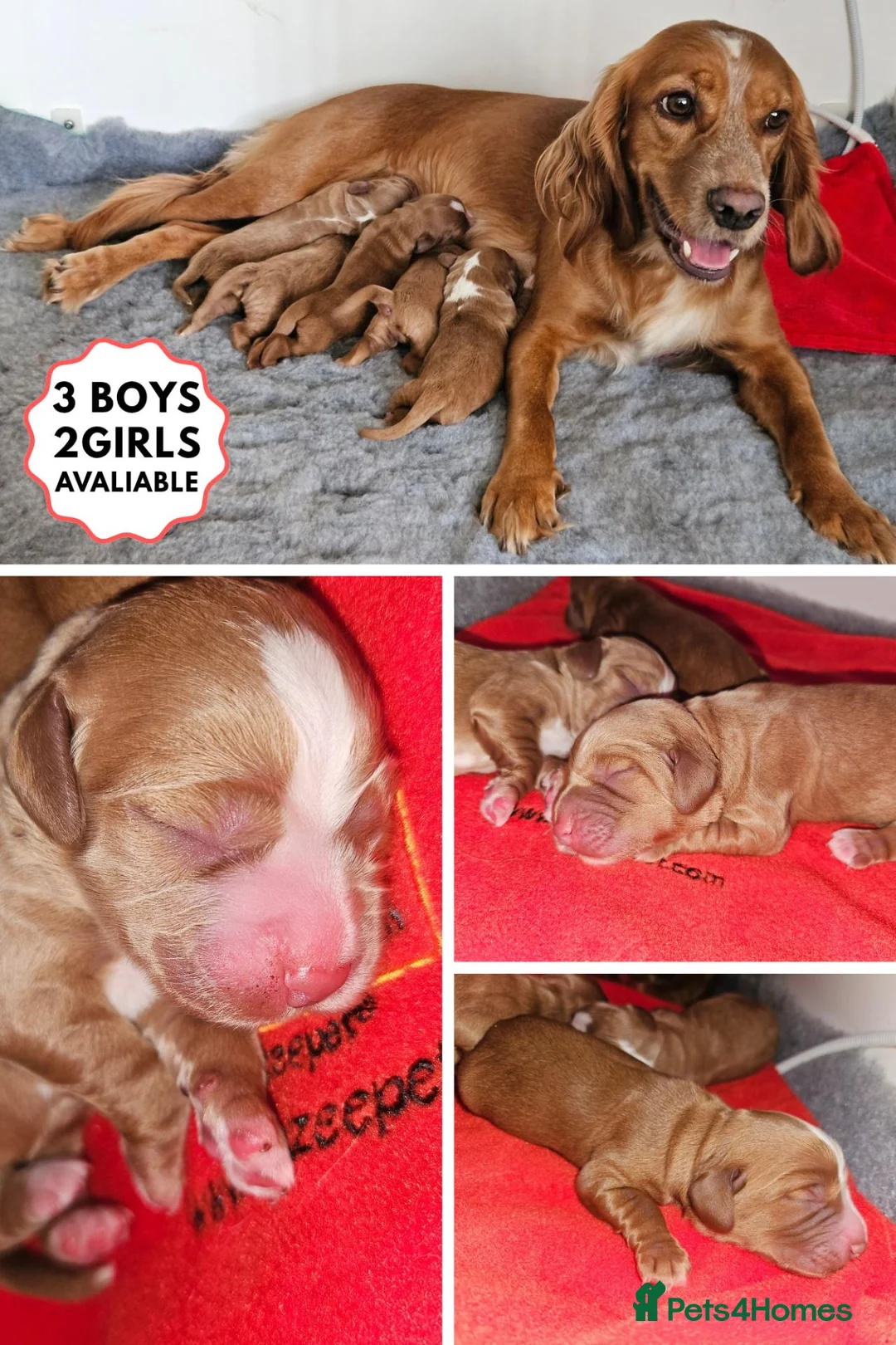 Cocker Spaniel dogs for sale: KC Reg Red Working Cocker Spaniel Puppies - Advert 2