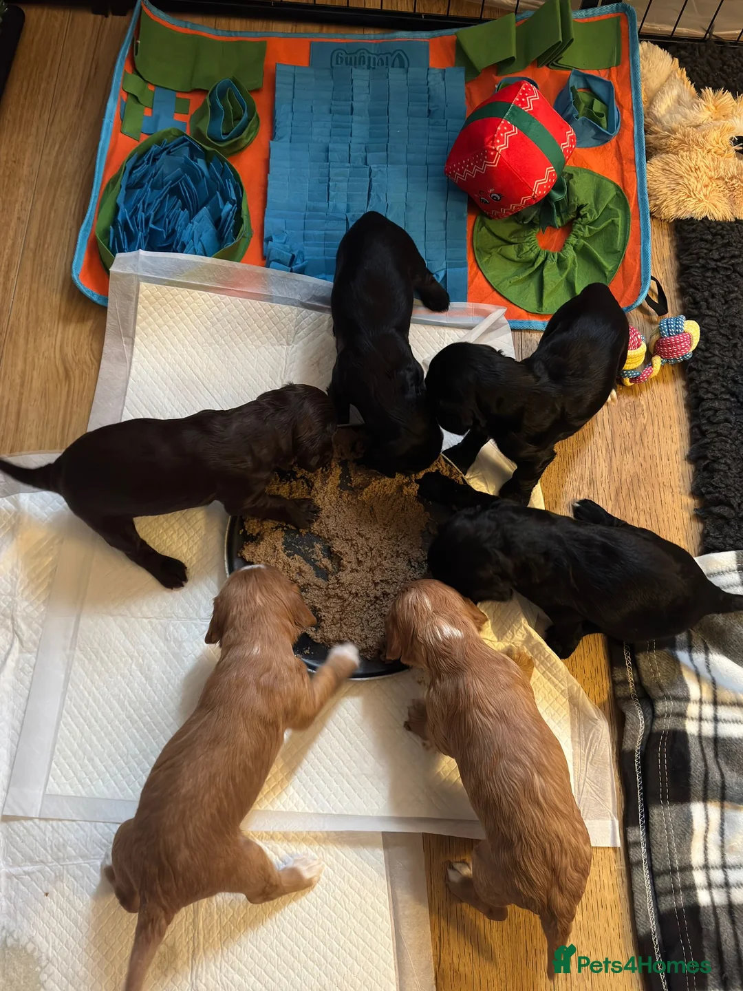 Cocker Spaniel dogs for stud: Health Tested KC Cocker Spaniel  - Advert 11