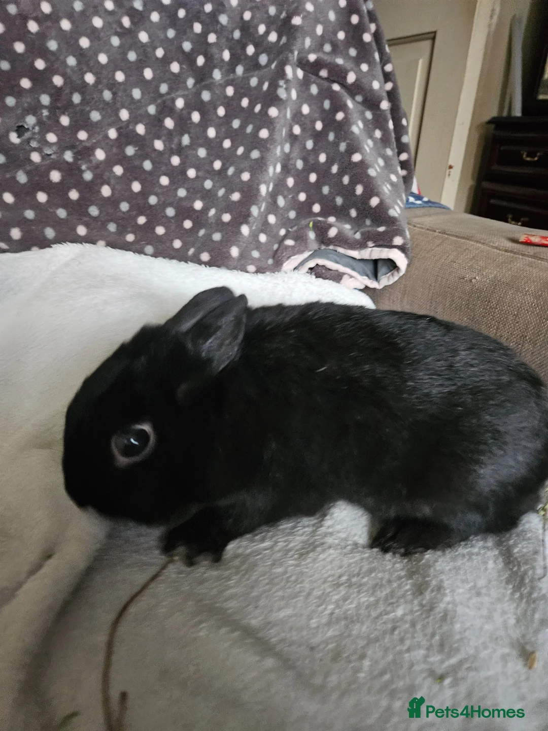 Netherland Dwarf rabbits for sale: Black Self female  - Advert 4