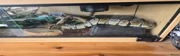Python Snake reptiles for sale: Female normal royal python  - Advert 5