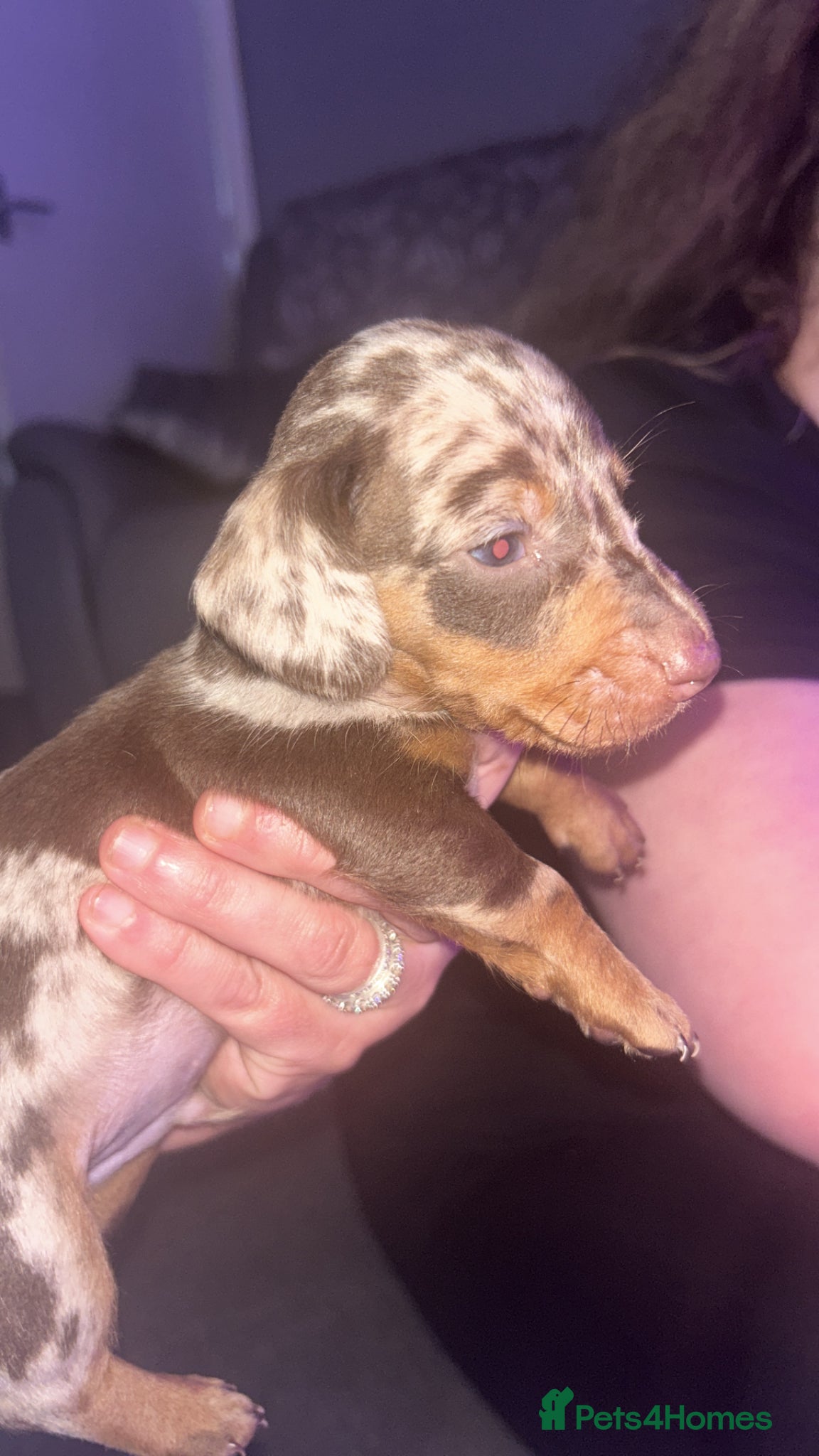 Dachshund dogs Miniature dapple dachshund  - Advert 18