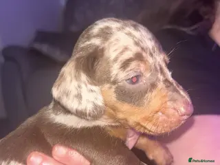 Dachshund dogs Miniature dapple dachshund - Advert 18