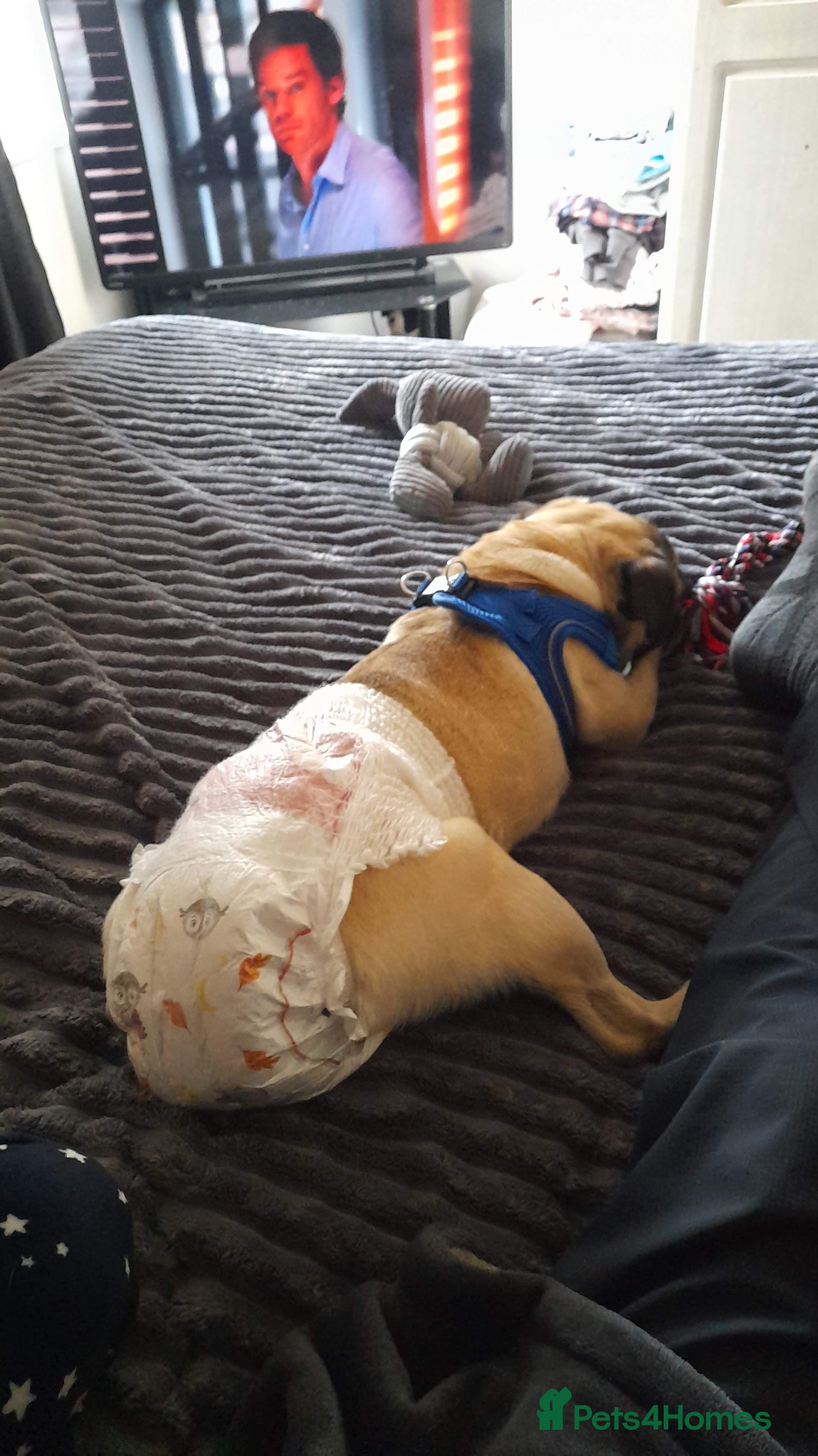 Pug dogs Male pug for sale  - Advert 4