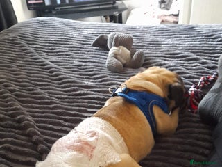 Pug dogs Male pug for sale - Advert 2